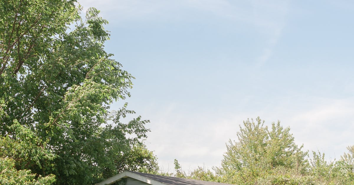 What is the cheapest way to cover dirt in a backyard?