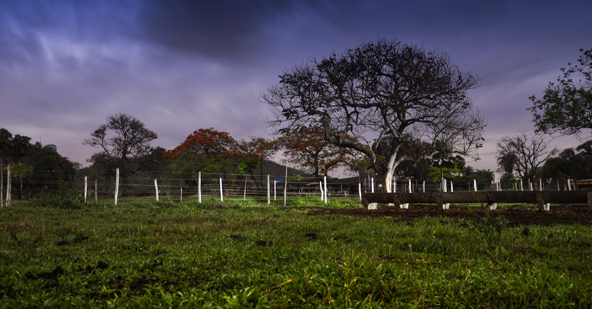 What is the least expensive backyard landscaping?